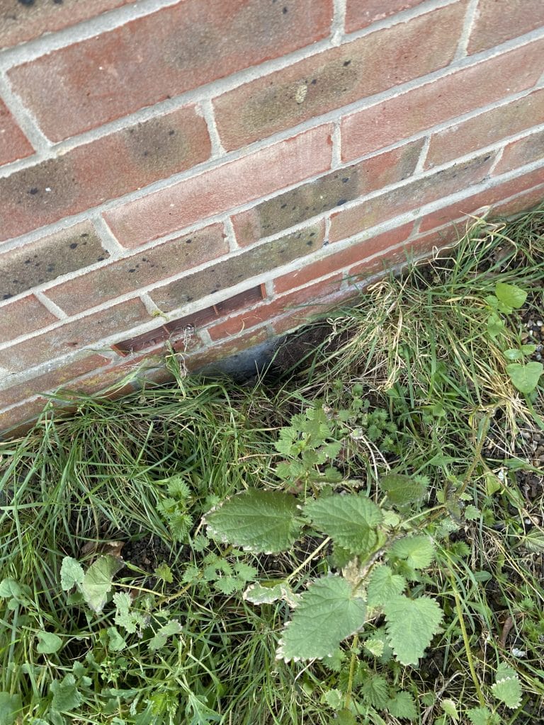 Rat burrow