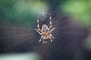 Closeup of European garden spider (cross spider, crowned orb weaver) sitting on a spider web