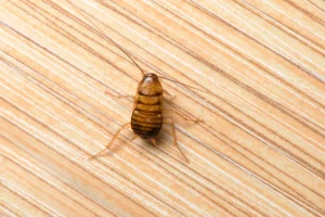 Cockroach in London business