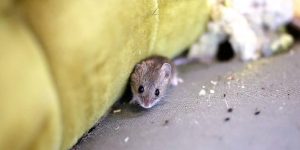 Common mouse in London home