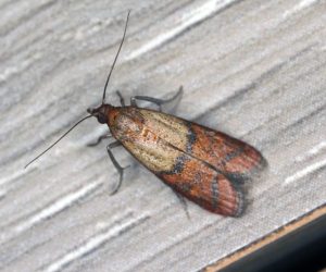 Meal moth in London home