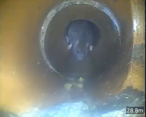 Rat in drain, London
