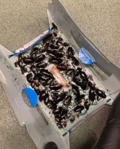 Cockroach infestation, London