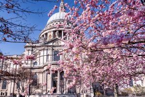 Spring in London, United Kingdom, with colorful cherry tree blossoms in front of the St. Pauls Cathedrale. London Pest Control. 