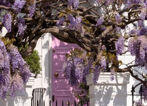 Wisteria in full bloom growing outside a Victorian house with pink door in Kensington, London. London Pest Control. 