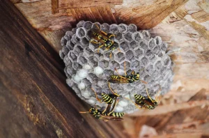 Wasps nest in loft space, London. Wasps in London June