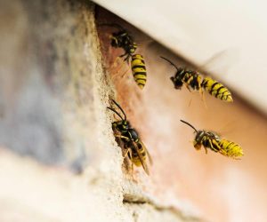 Spot a nest by searching externally for wasps flying around entry points, London homes. Wasps in London June
