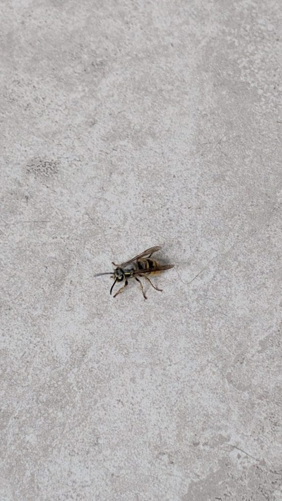 Queen Wasp waking from hibernation in home, London