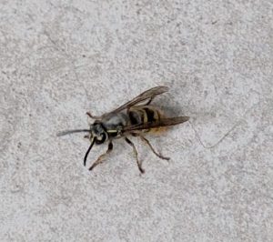Queen Wasp waking from hibernation in London home. Wasps in London June