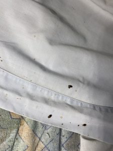 Cluster of adult bed bugs found along the mattress seams during a residential home inspection