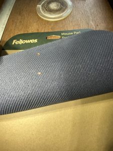 Live bed bugs discovered hiding underneath an office mouse mat in residential home, pest inspection.