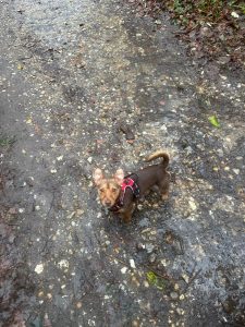 Terrier enjoying the Banstead Woodland Area, Pest Control Banstead