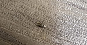 Moth Pest Control, Croydon London