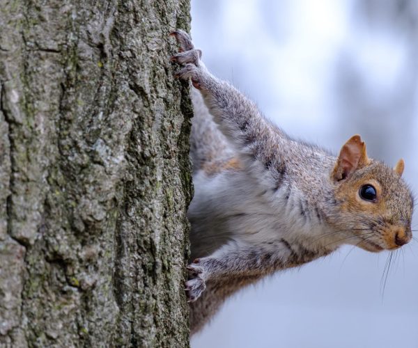 Gray squirrel looking while climbing a tree
