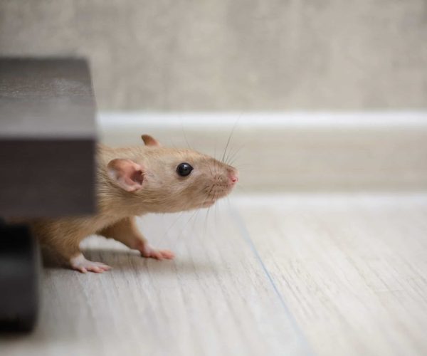 cute brown rat dumbo walking and sniffing around the house or ap