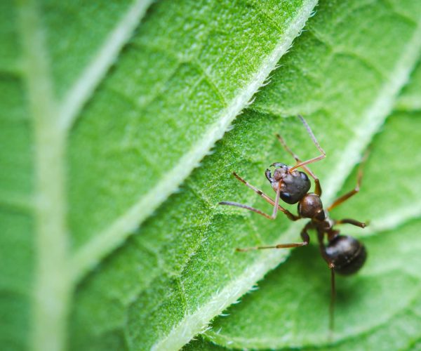 Macroshot of small ant sitting on green leaf