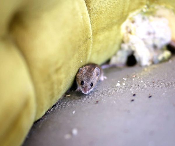 A little grey House Mouse is sitting by its nest in an old antique chair.